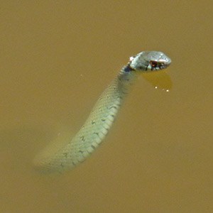 Grass Snake - Natrix natrix © John Muddeman